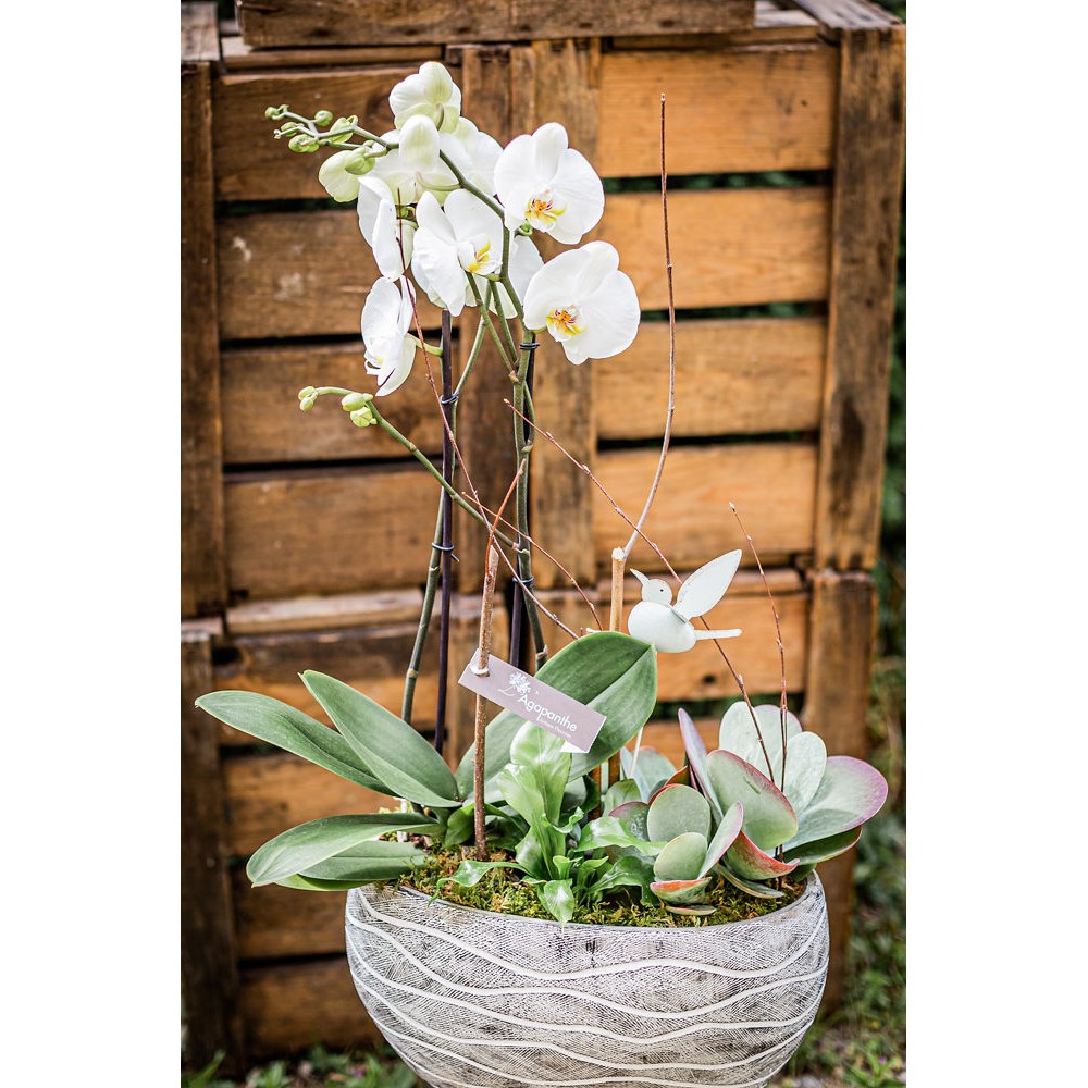 Plantation d’orchidée